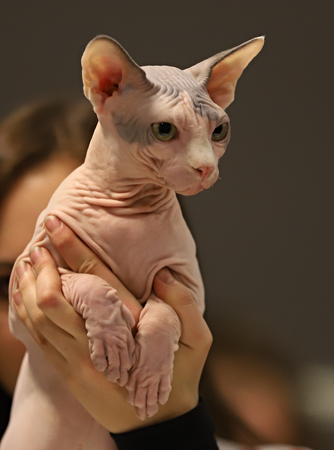 cat, beautiful portrait of a purebred catの写真素材