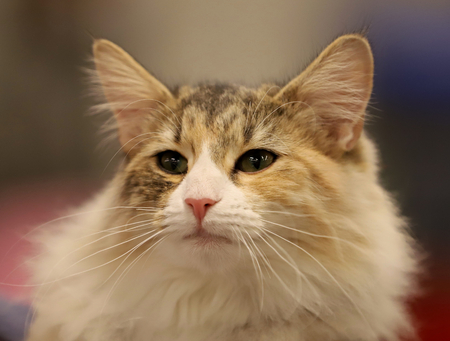 cat, beautiful portrait of a purebred catの写真素材