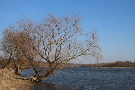 tree by the river, early springの写真素材