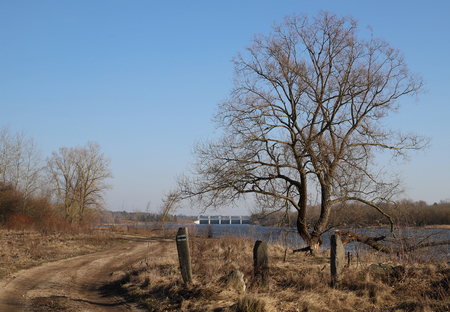 view of the road and tree in early springの写真素材