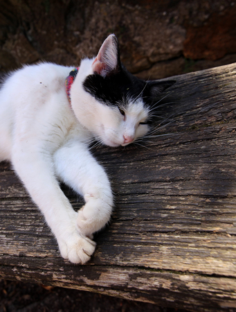 cat sleeping on a boardの写真素材