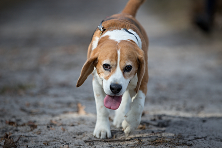running dog with tongue on top, beagleの写真素材