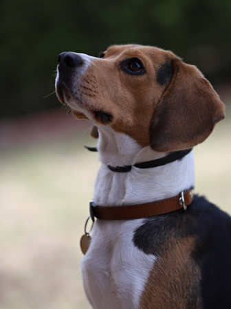 Portrait of a beautiful beagle dog, a friend of the house, young with a lovely lookの写真素材