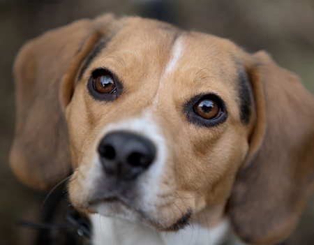 Portrait of a beautiful beagle dog, a friend of the house, young with a lovely lookの写真素材