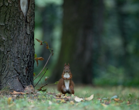 squirrel standing on two legs in the grassの写真素材
