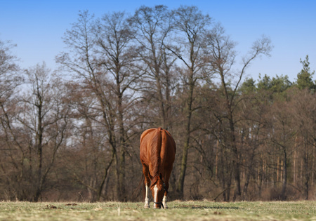 horse on the catwalkの写真素材