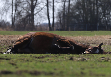 horse lying in the fieldの写真素材