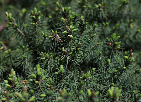 branches of pine tree, natural background