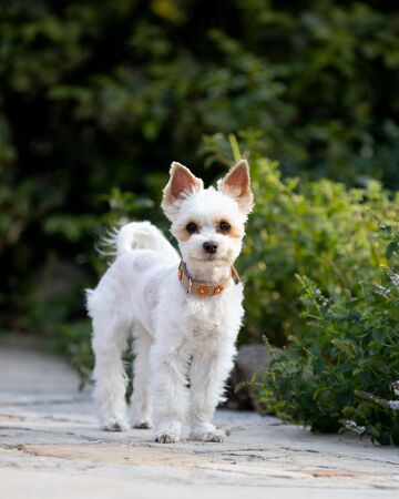 dog in garden, yorkshireの写真素材