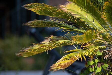 palm leaves