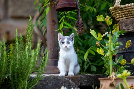 little kitty in the gardenの写真素材