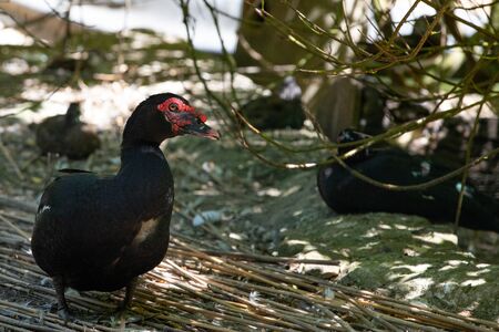 Muscovy Duck (Cairina moschata)