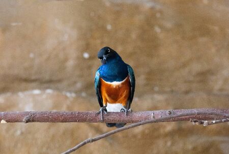 blue bird on a branch, Red-bellied shimmer (Lamprotornis superbus)の写真素材