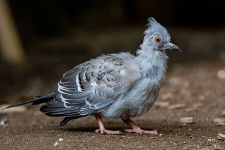 pigeon on the ground, pigeon (Ocyphaps lophotes)の写真素材