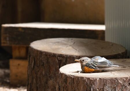 little birdの写真素材