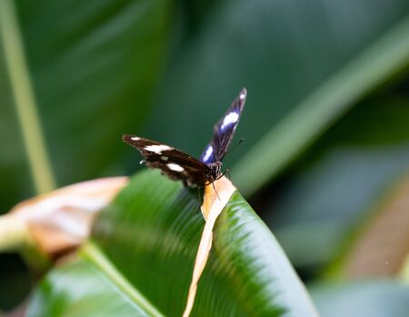 butterfly on leaf, unique insect in Bornholm