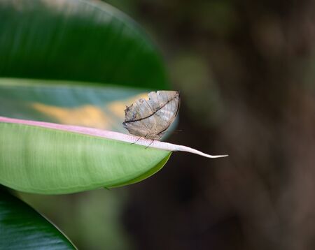 Kalima inachus, beautiful unique butterfly whose wings imitate leavesの写真素材