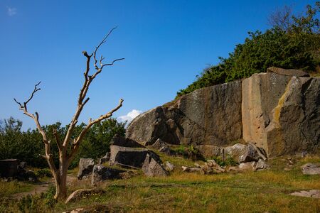 old dry tree on a background of a rock wall, Bornholm