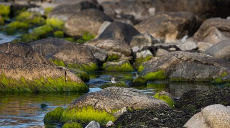 bird on rock, White Wagtail (Motacilla alba), Bornholmの写真素材