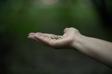 hand with food, bird food, Polandの写真素材