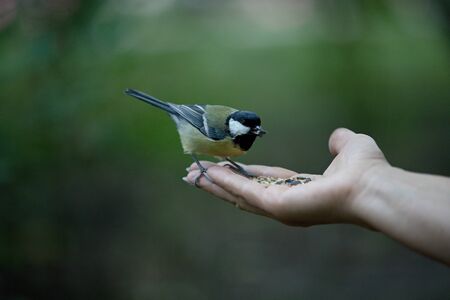 blue tit on hand, bird on hand in the park in Poland
