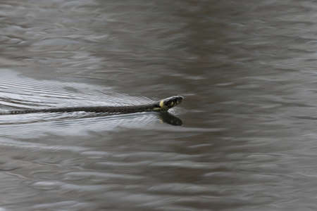 snake in waterの写真素材