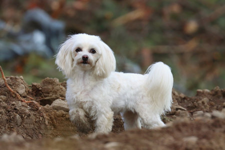 White Maltese dog standing on the ground in the garden. Shallow depth of field.の写真素材