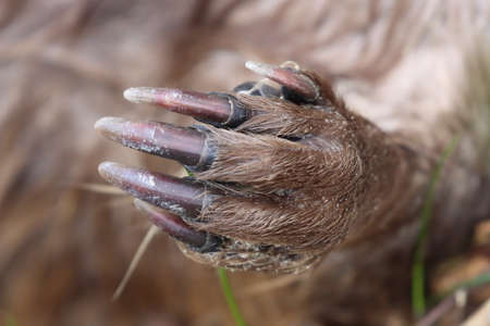 beaver paw, wild animal clawsの写真素材
