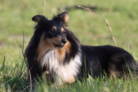 Portrait of a Shetland Sheepdog standing in the grassの写真素材