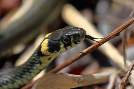 grass snake in pond