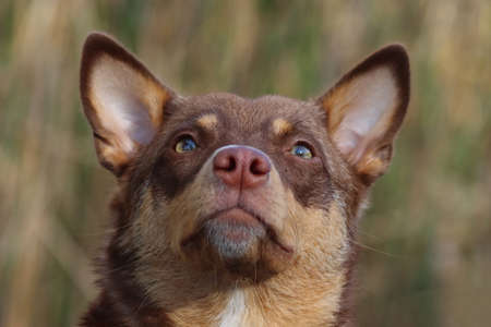 dog portrait