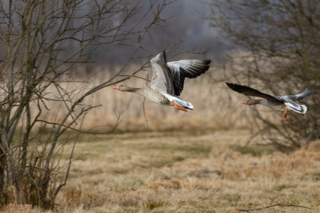 Greylag goose, Anser anser, single bird in flight, Gloucestershireの写真素材
