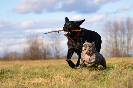 Labrador Retriever and french bulldog playing with a stick outdoorsの写真素材