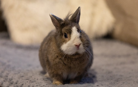 Rabbit on a gray background. Close-up of a pet.の写真素材