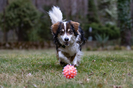 Australian shepherd dog playing with a ball on the grass in the gardenの写真素材