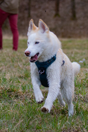 Siberian husky puppy in a blue harness running in the park
