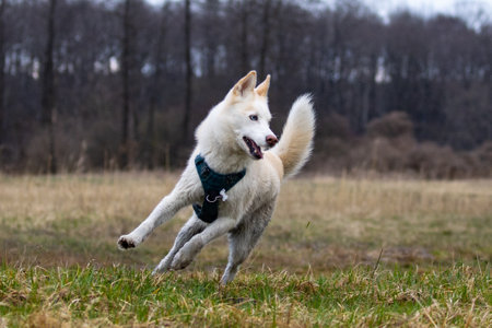 Siberian Husky running in the field. selective focus.の写真素材