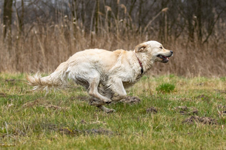Golden Retriever dog running in the field in springtime.の写真素材
