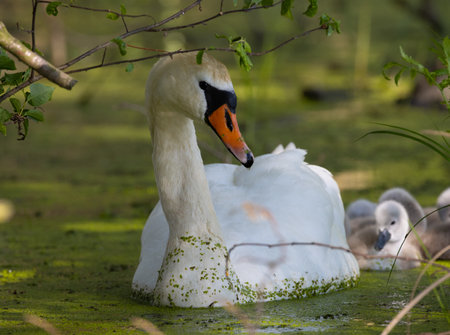 Helicopter in flight against the blue sky with white clouds.の写真素材