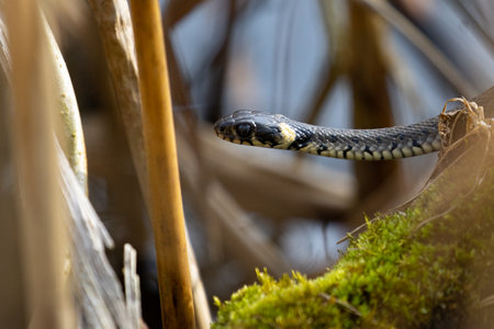 Grass snake (Natrix natrix) in the nature.の写真素材