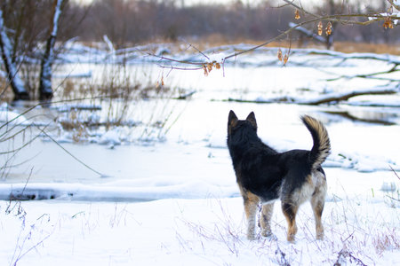 black and white dog standing on the snow in the winter forest.の写真素材