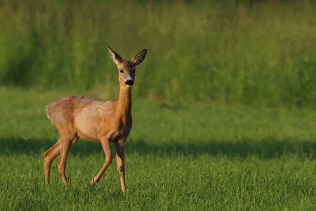 Roe deer, capreolus capreolus, single mammal on grass, UKの写真素材