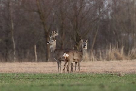 Roe deer, capreolus capreolus, male and femaleの写真素材