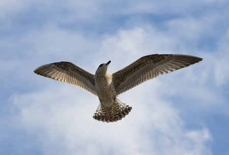 Seagull flying in the blue sky, closeup of photo