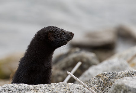 European otter (Lutra lutra) on the rocks.の写真素材