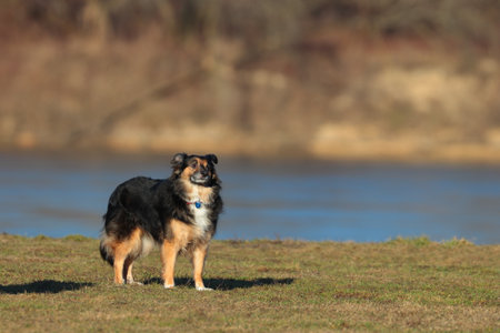 Australian shepherd standing on the shore of a lake and looking at the cameraの写真素材