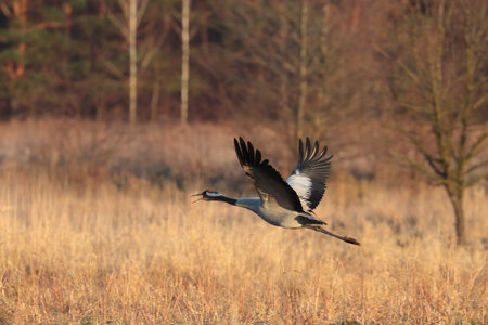 Sandhill Crane (Grus canadensis) in flight.の写真素材
