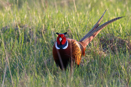 Ringneck Pheasant (Phasianus colchicus) Poland
