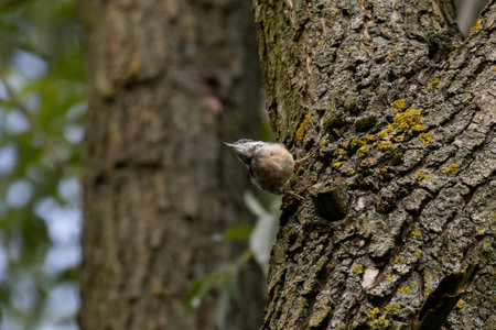 Eurasian Nuthatch (Sitta europaea) on the treeの写真素材