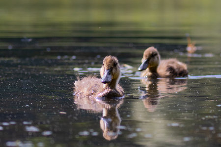 ducklings swimming in the lake on a sunny day, nature seriesの写真素材